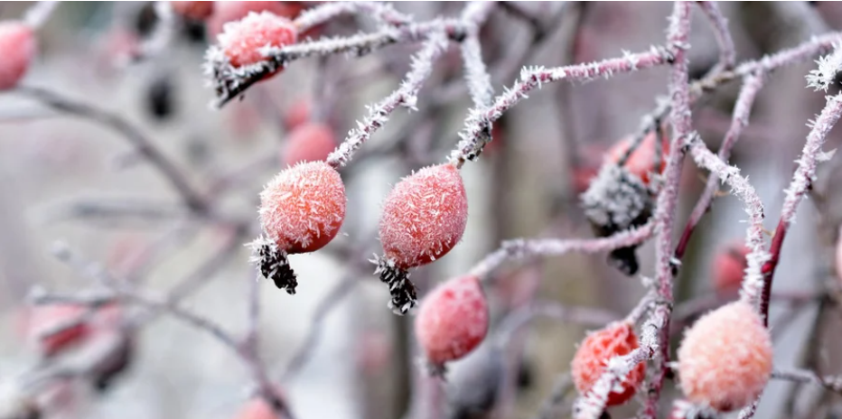Аномальні морози повернулись: де температура впаде до -25 вже найближчої ночі